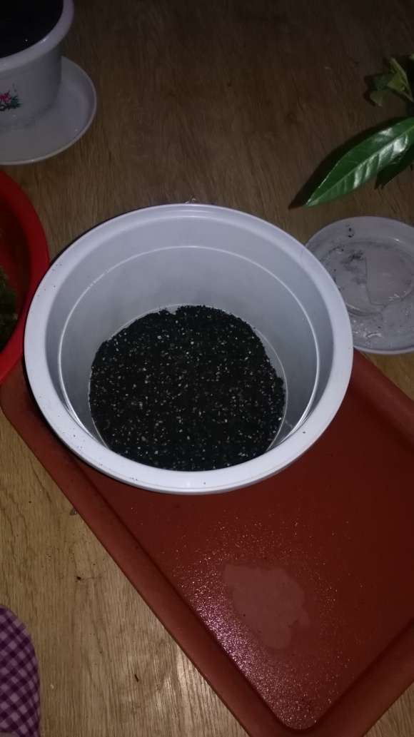 栀子花下山桩怎么上盆的方法 图片