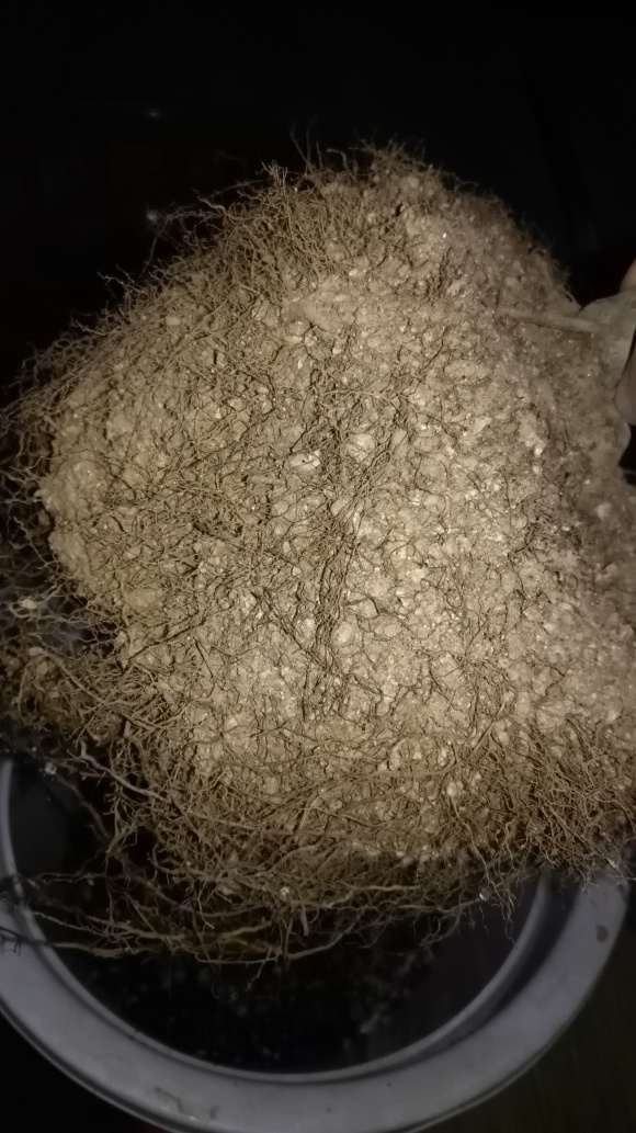 栀子花下山桩怎么上盆的方法 图片