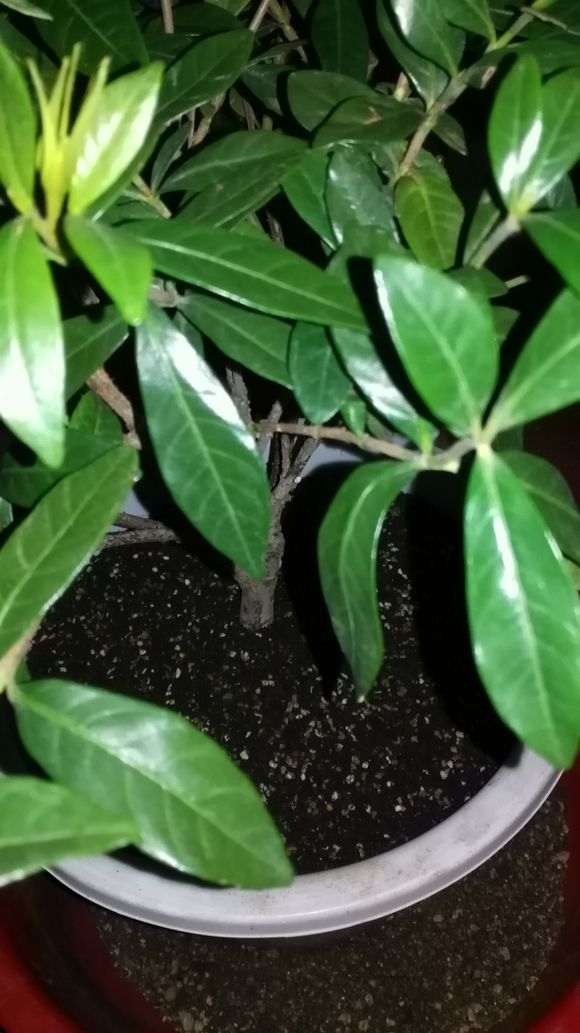 栀子花下山桩怎么上盆的方法 图片