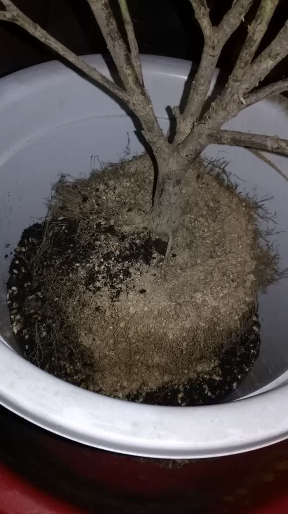 栀子花下山桩怎么上盆的方法 图片