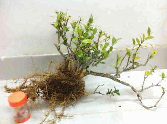 室内养栀子花下山桩 好养吗 怎么样 图片