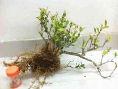 室内养栀子花下山桩 套袋好养吗 图片