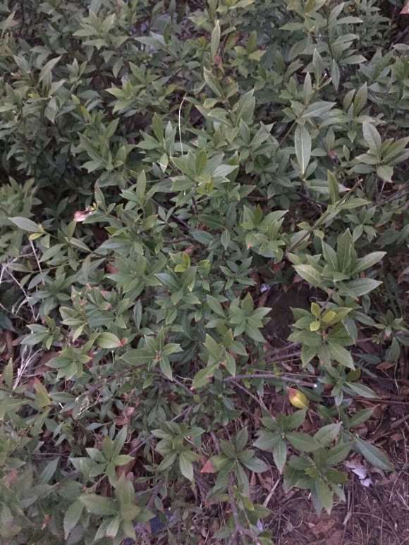 北方栀子下山桩怎么露天地栽的方法 图片