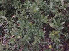 北方栀子下山桩怎么露天地栽的方法 图片