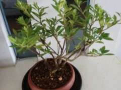 这个是日本清誉栀子花下山桩吗？