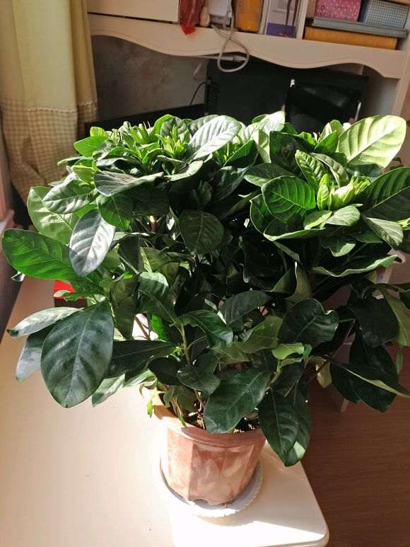 大叶栀子花下山桩如何修剪的方法 图片