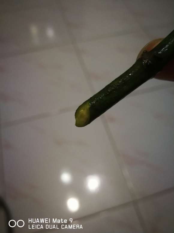 为什么北方养栀子花好难 怎么办 图片