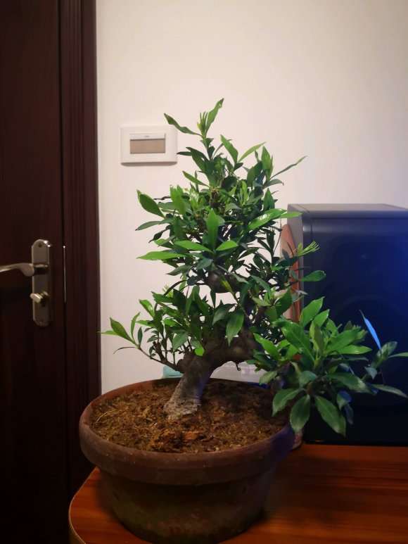 栀子花下山桩多少度需要进屋 图片