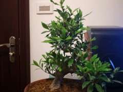 栀子花下山桩多少度需要进屋 图片