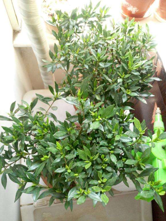 罗汉栀子花下山桩 20元 贵吗 图片