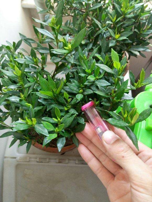 罗汉栀子花下山桩 20元 贵吗 图片