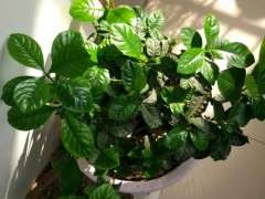 为什么栀子花下山桩叶子越长越大 图片