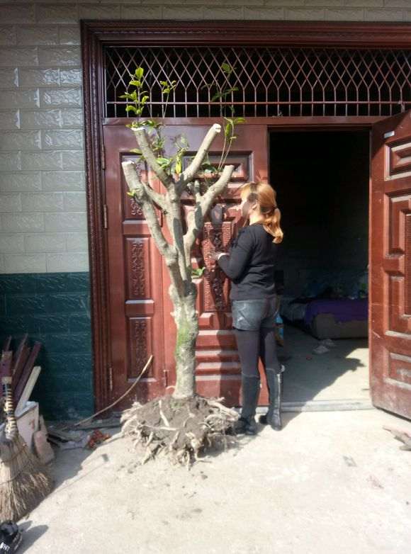 大型栀子花下山桩 有104斤 怎么样 图片