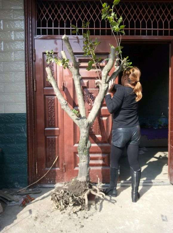 大型栀子花下山桩 有104斤 怎么样 图片