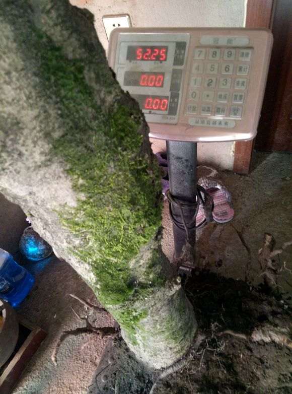 大型栀子花下山桩 有104斤 怎么样 图片