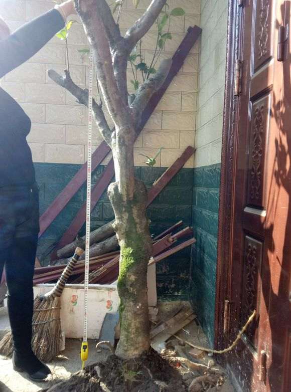 大型栀子花下山桩 有104斤 怎么样 图片