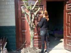 大型栀子花下山桩 有104斤 可以吗 图片