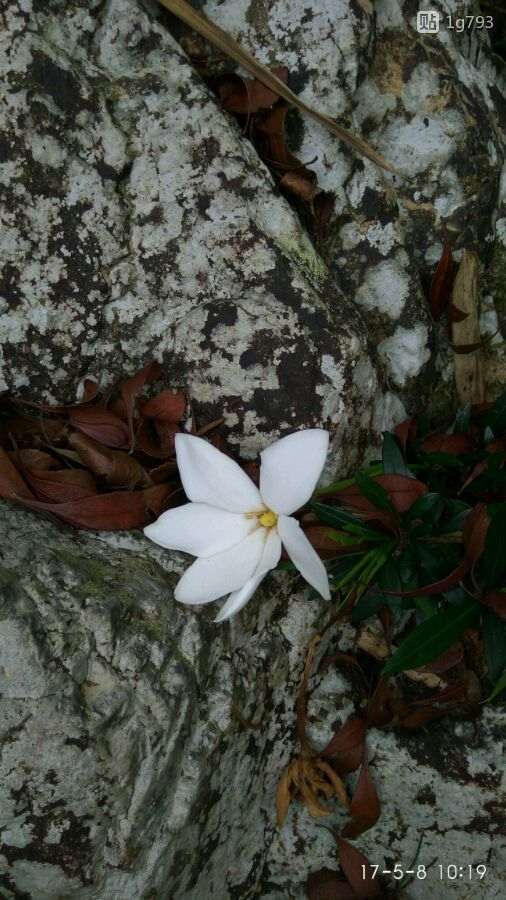 山上的栀子花下山桩开花 怎么样 图片