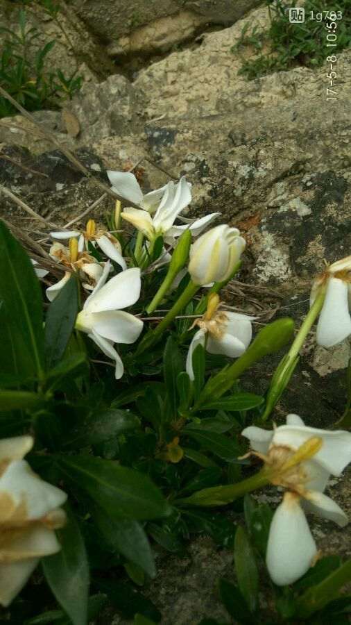 山上的栀子花下山桩开花 怎么样 图片