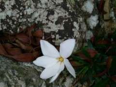 山上的栀子花下山桩开花 可以吗 图片