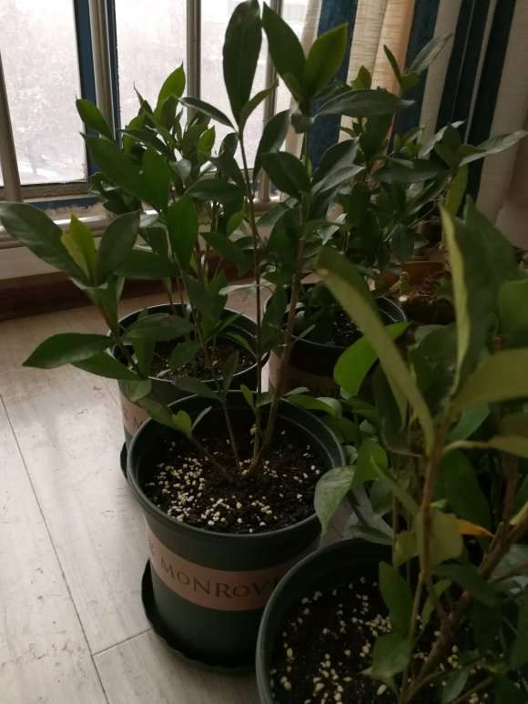 独杆牡丹栀子花下山桩 怎么样 图片