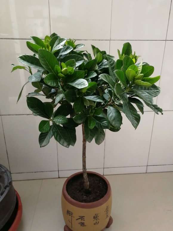 独杆牡丹栀子花下山桩 怎么样 图片