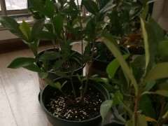 独杆牡丹栀子花下山桩 可以吗 图片