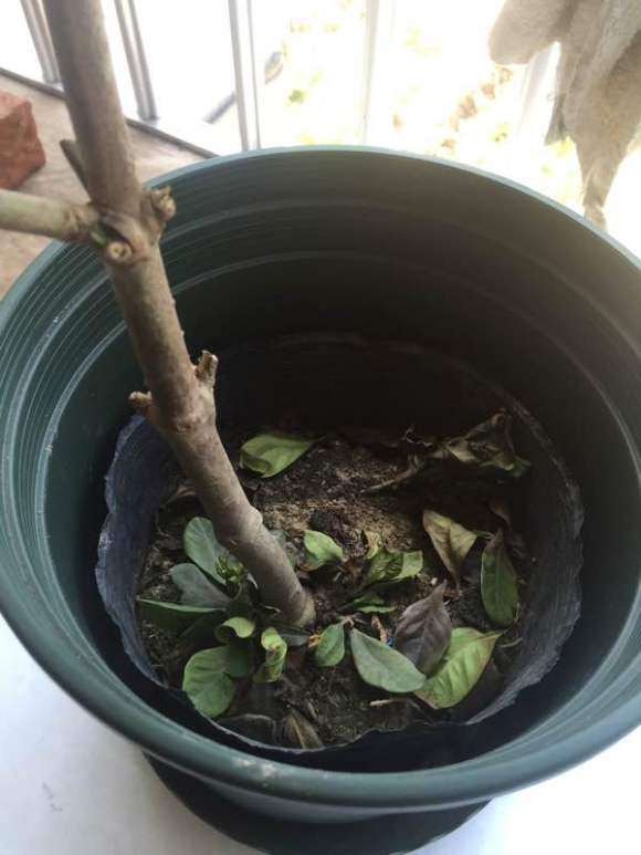 第一次买栀子下山桩 好像养不活了 图片