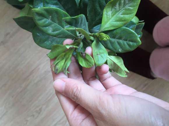 第一次买栀子下山桩 好像养不活了 图片