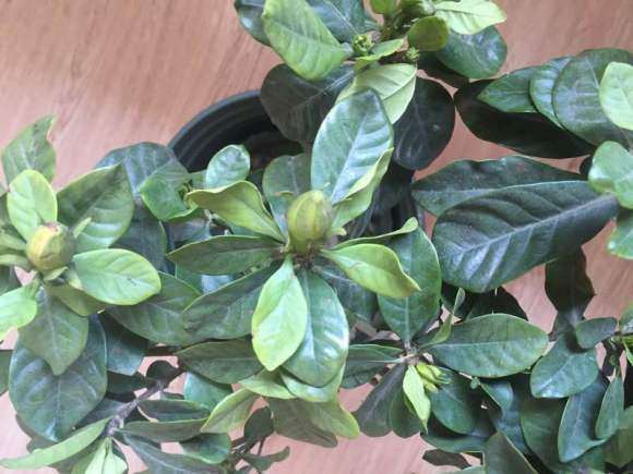 第一次买栀子下山桩 好像养不活了 图片