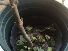 第一次买栀子下山桩 好像养不活了 图片