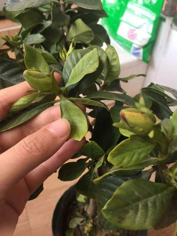栀子花下山桩根长虫了 怎么办 图片