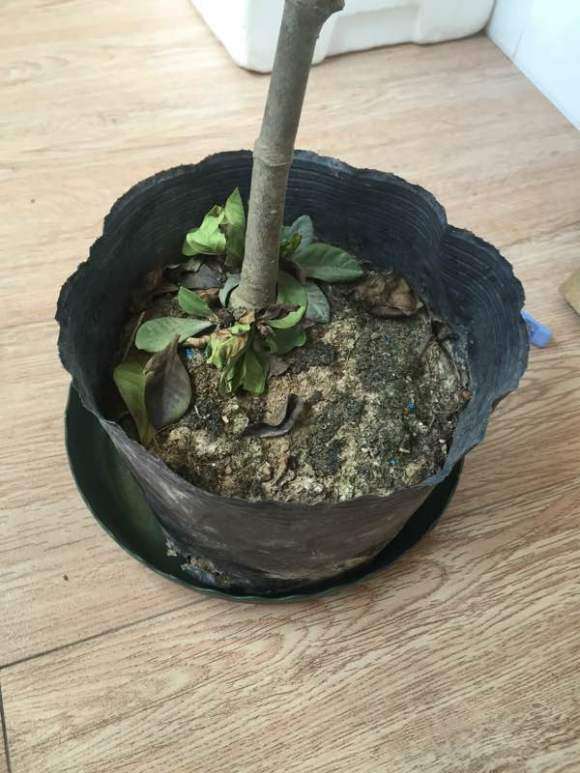 栀子花下山桩根长虫了 怎么办 图片