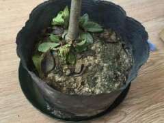 栀子花下山桩根长虫了 怎么办 图片