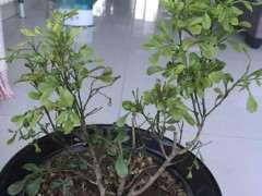 栀子下山桩泡盆之后套袋 可以吗 图片