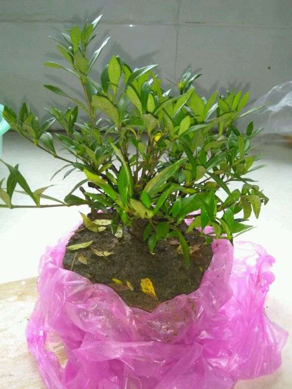 栀子下山桩枝条剪掉后 还能长粗吗 图片