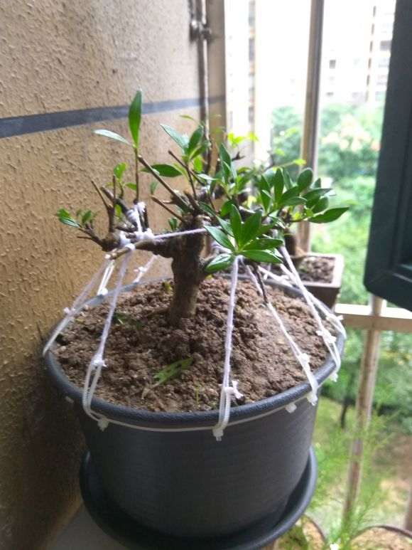 栀子下山桩枝条剪掉后 还能长粗吗 图片