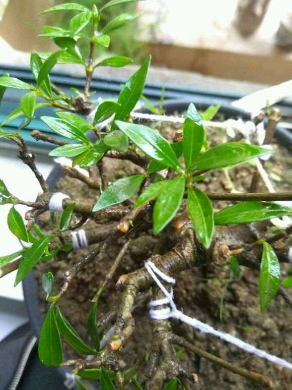 栀子下山桩枝条剪掉后 还能长粗吗 图片