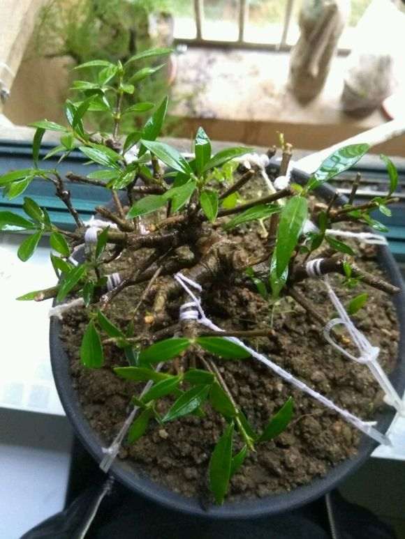 栀子下山桩枝条剪掉后 还能长粗吗 图片