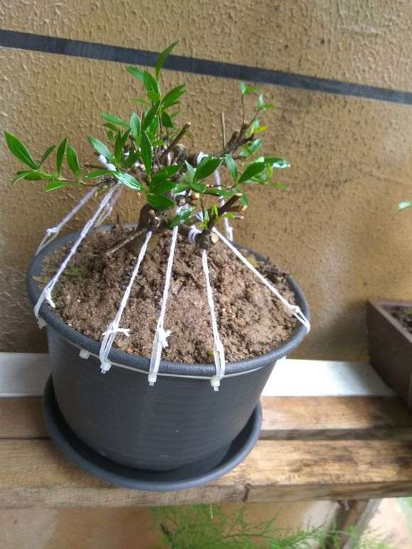 栀子下山桩枝条剪掉后 还能长粗吗 图片