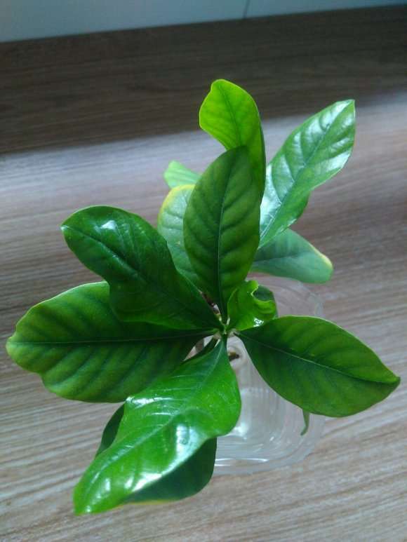 怎么水插大叶子栀子下山桩的方法 图片