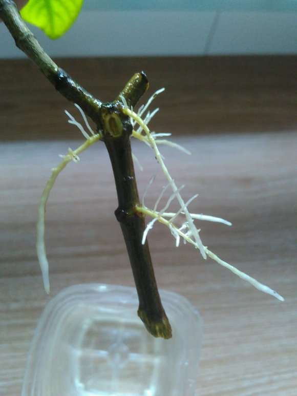 怎么水插大叶子栀子下山桩的方法 图片