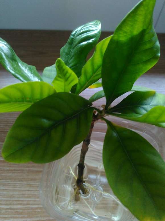 怎么水插大叶子栀子下山桩的方法 图片