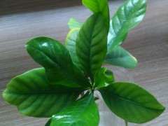 怎么水插大叶子栀子下山桩的方法 图片