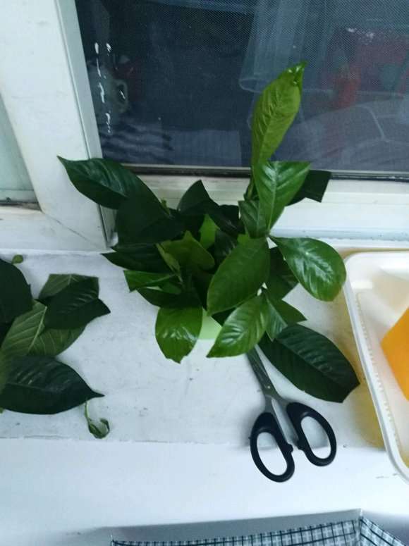 栀子花下山桩 这样扦插 可以吗 图片