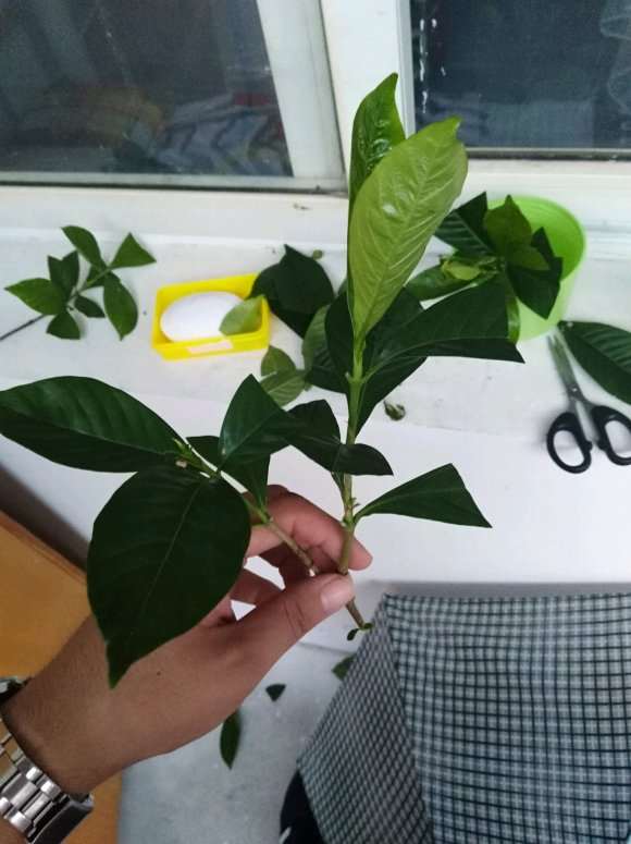 栀子花下山桩 这样扦插 可以吗 图片
