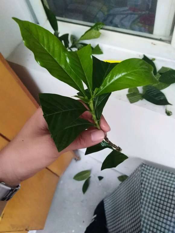 栀子花下山桩 这样扦插 可以吗 图片