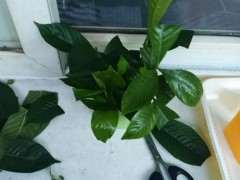 栀子花下山桩 这样扦插 可以吗 图片