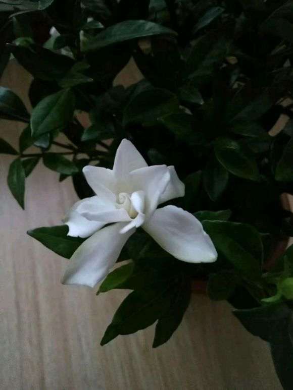 栀子下山桩为什么要洗根换土 图片