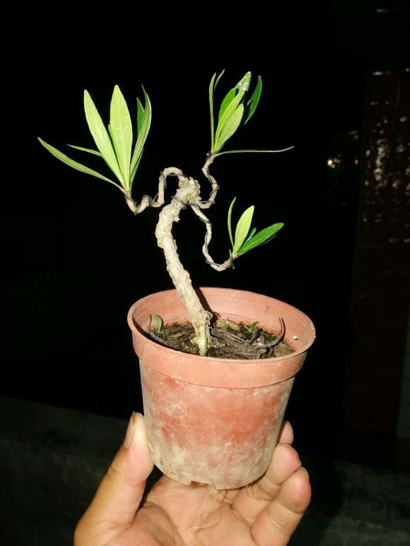 栀子花下山桩怎么改造的方法 图片